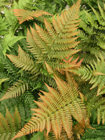 Hardy Fern Dryopteris erythrosora